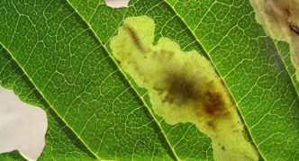 Razorwing moljac Caterpillar