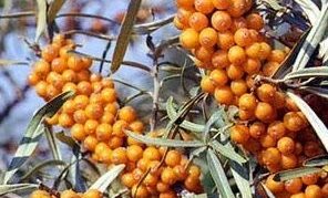 Sorta morskog buckthorn Otradnaya