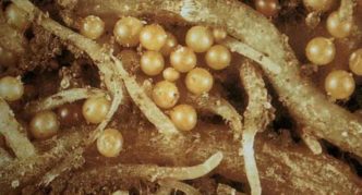 Nematoda