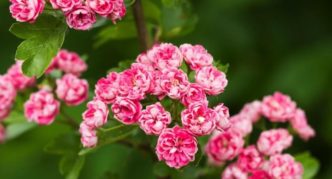 Glog jednokorovni Rosea Flora Pleno