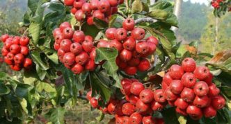 Hawberry pinckaled
