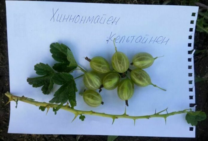 Sorta ogrozda Hinnomainen Keltainen
