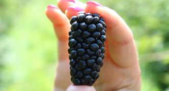 זני אוכמניות Karaka Black