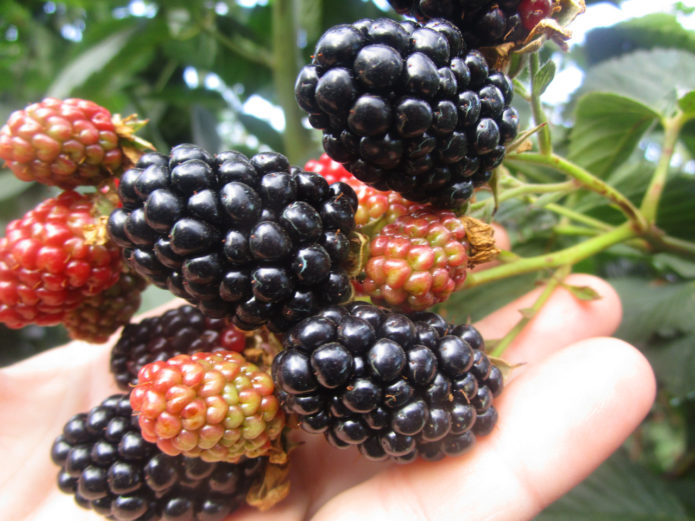 Blackberry Heaven יכול לחכות