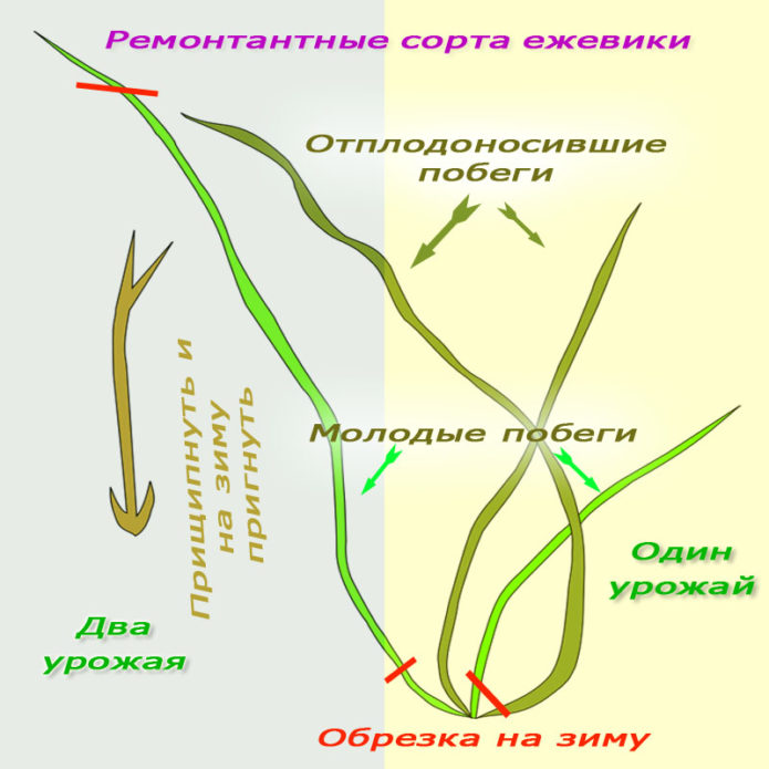 יצירת שיחים של אוכמניות remontant