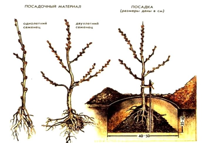 Shema sadnje morske krkavine