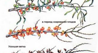 Fusarium uvenuće