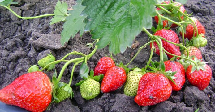 Jagode kraljica Elizabeta 2
