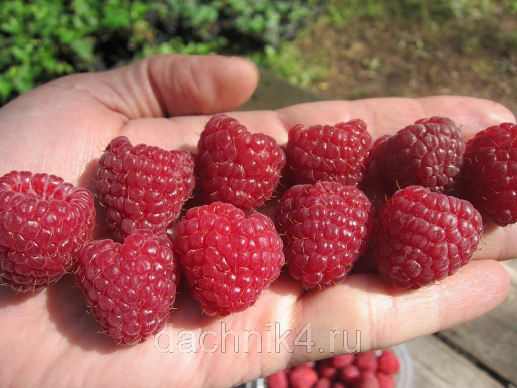 Maline