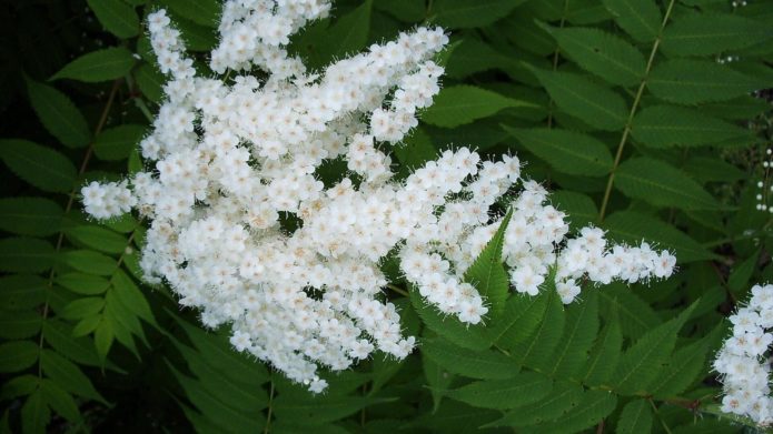 Cvijet rowan