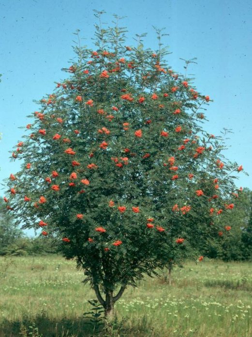Raudonas šermukšnis