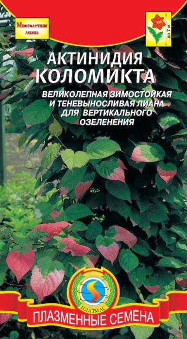Sjeme Kolomikta