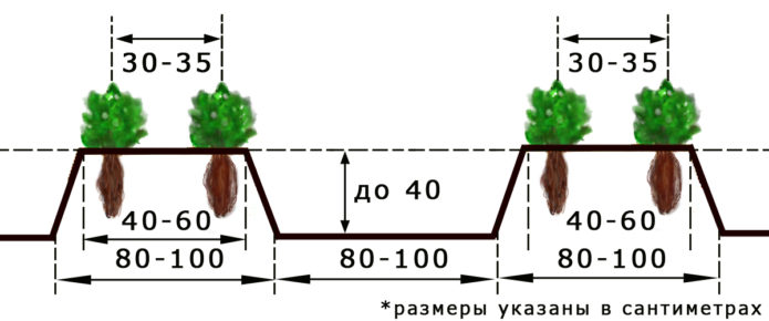 Shema za sadnju jagoda na otvorenom terenu