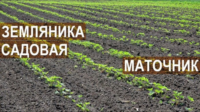 Sadnja matičnog likera