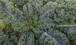 Kale plavi patuljak