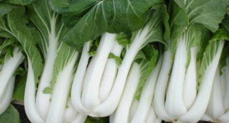 Pak-choi veislės Nurykite
