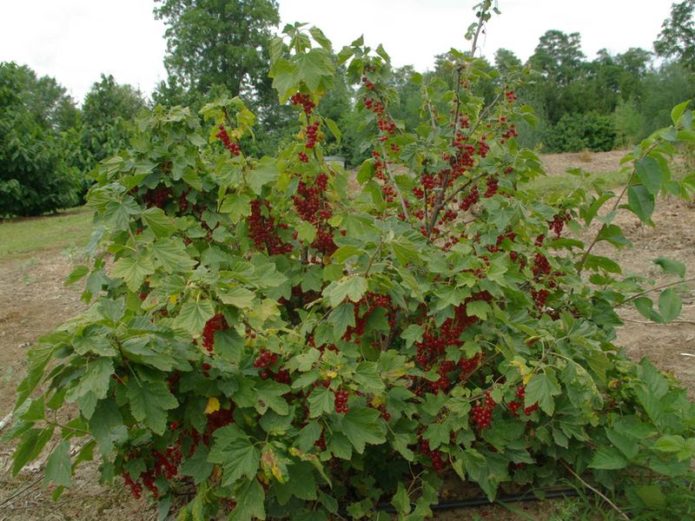 Crvena ribizla