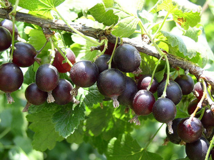 Jošta