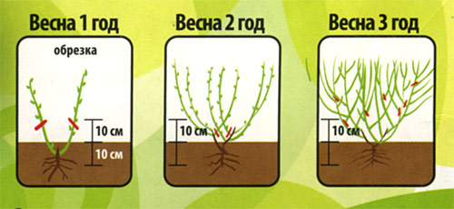 Obrezivanje sadnica borovnice nakon sadnje