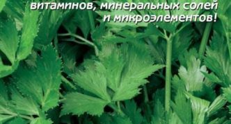 sorta celera Delikatna