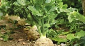 celer razred Anita