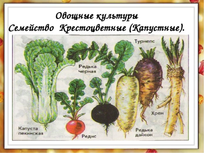 obitelj kupusa