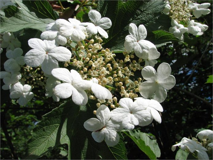 Cvatuća viburnum
