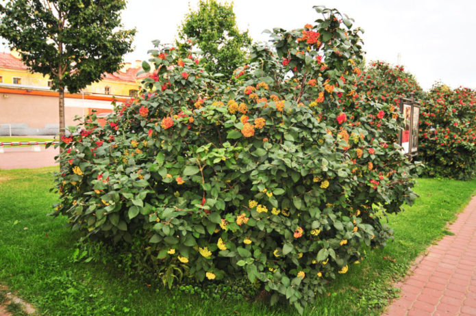 Izvaljena viburnum