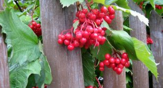 Viburnum kod ograde