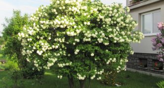 Cvjetajući grm viburnuma Boule de Neige