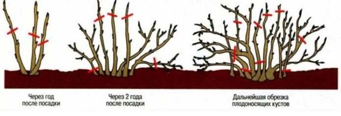 Shema obrezivanja grma kaline po godinama