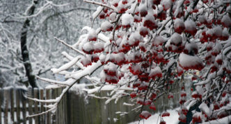 Viburnum crvena u bijeloj boji