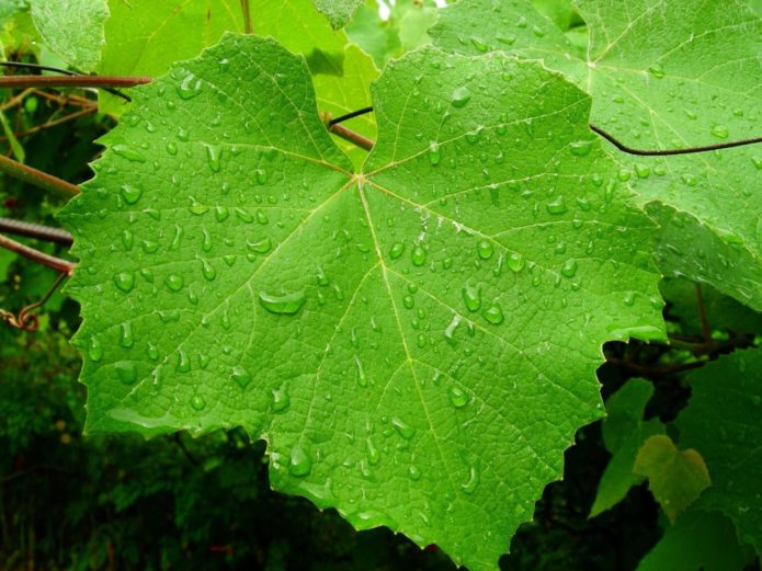 Kapljice vode na lišću vinove loze