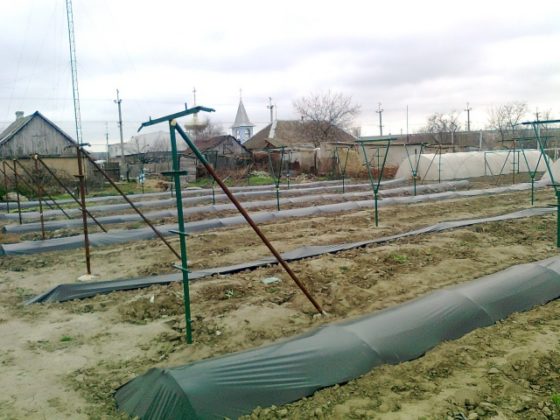 Metoda rova za zaštitu grožđa za zimu