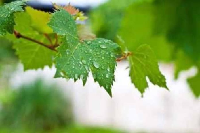 Kapljice vode na lišću vinove loze