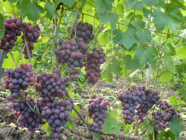 Berba grožđa Rochefort
