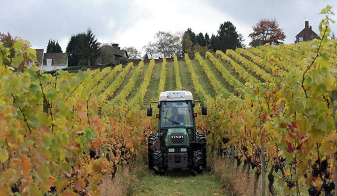 Vinograd u Velikoj Britaniji