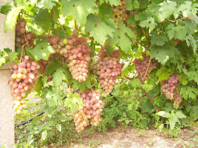 Grm grožđa Rumba