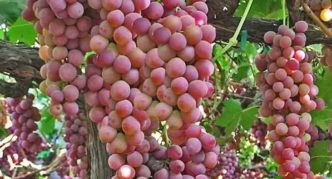 Grožđe Kishmish Pink