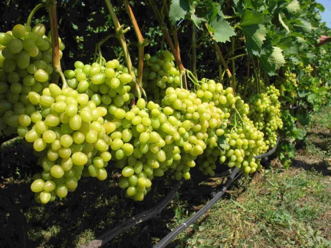 Podveza grožđa Kishmish 342