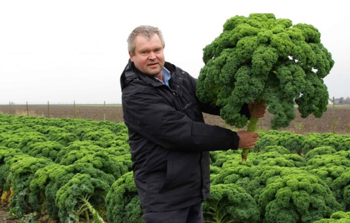 Grünkohlkohl Ernte