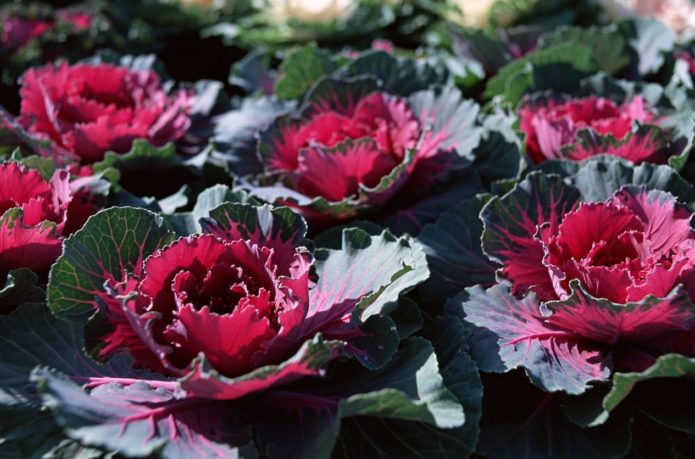 Zweifarbiger Zierkohl