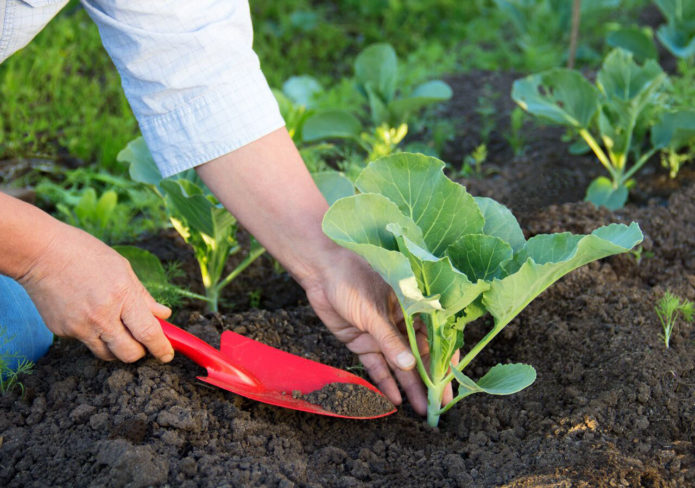 Kohl auf freiem Feld