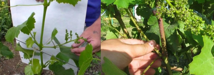 Štipanje i stezanje grožđa Kishmish 342