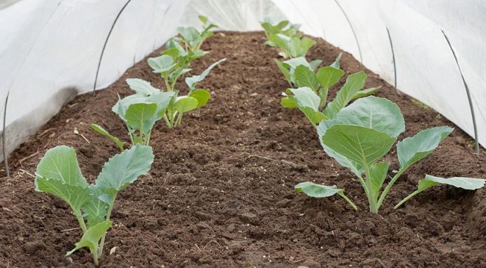 Kupus pod zaklonom