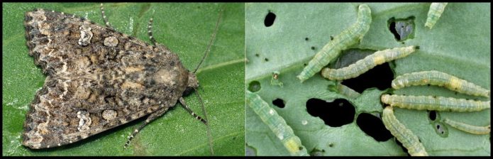Kuglica kupusa