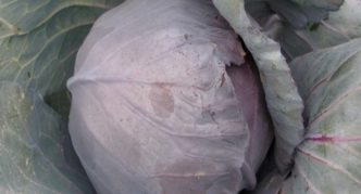 Hibridni Benefis