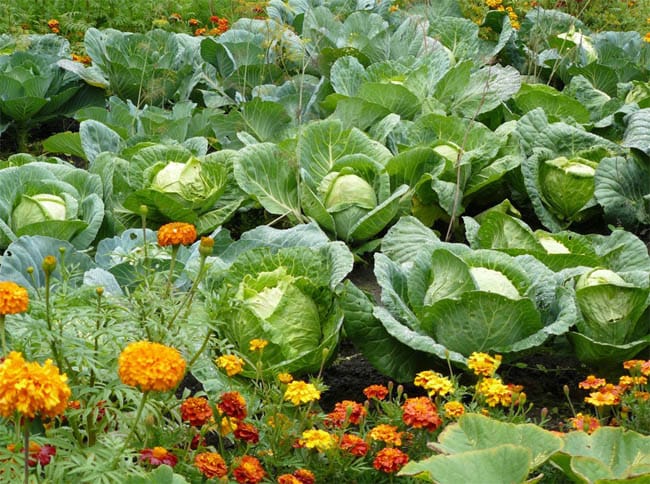 Fitozaštita kupusa