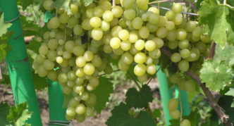 Sorta grožđa Delight muscat
