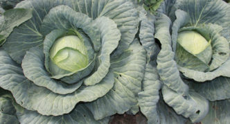 Kohl Megaton